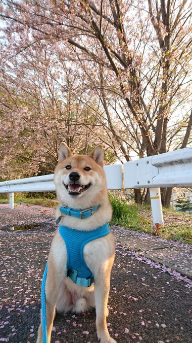 お弁当と朝んぽ