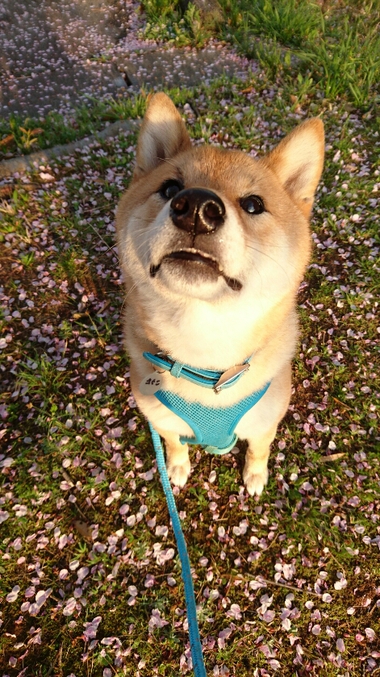 萌え～かわいすぎる柴犬