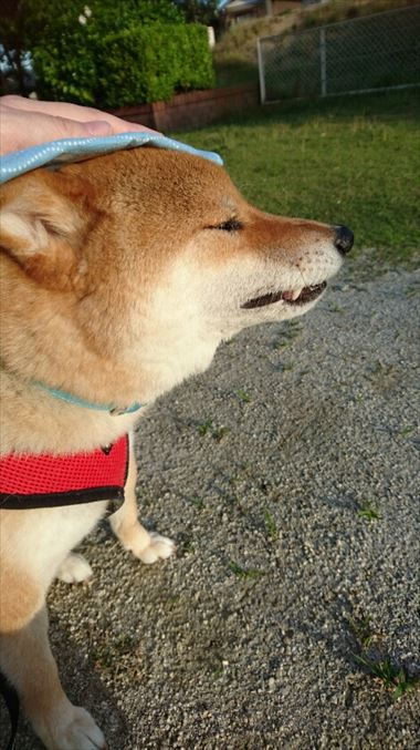 お友達から柴犬グッズ頂きました！【コスプレ劇場】