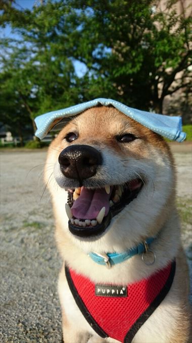 お友達から柴犬グッズ頂きました！【コスプレ劇場】