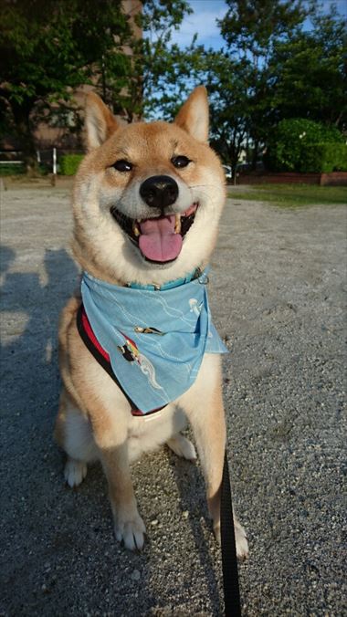 お友達から柴犬グッズ頂きました！【コスプレ劇場】