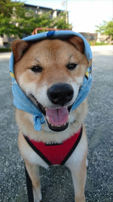 お友達から柴犬グッズ頂きました！【コスプレ劇場】