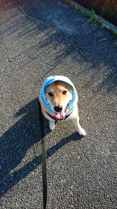 お友達から柴犬グッズ頂きました！【コスプレ劇場】