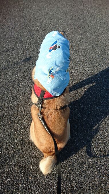 お友達から柴犬グッズ頂きました！【コスプレ劇場】