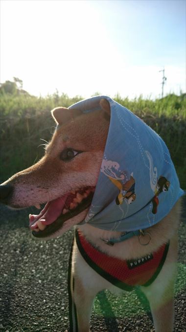 お友達から柴犬グッズ頂きました！【コスプレ劇場】