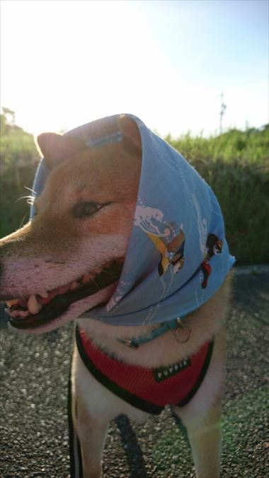 お友達から柴犬グッズ頂きました！【コスプレ劇場】
