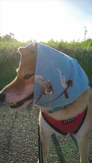 お友達から柴犬グッズ頂きました！【コスプレ劇場】