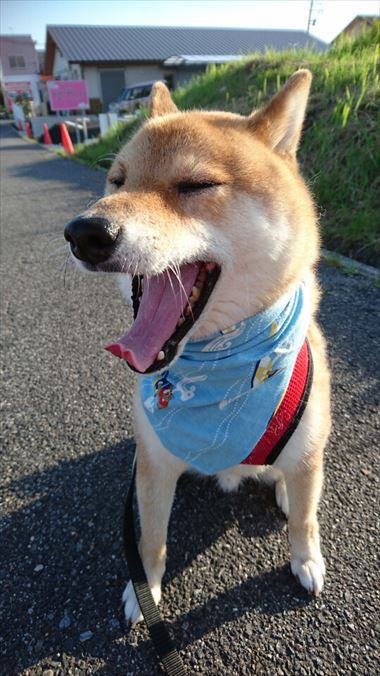 お友達から柴犬グッズ頂きました！【コスプレ劇場】