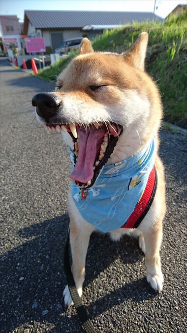 お友達から柴犬グッズ頂きました！【コスプレ劇場】