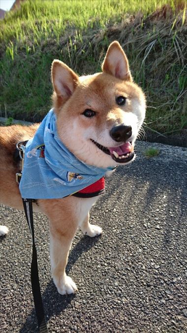 お友達から柴犬グッズ頂きました！【コスプレ劇場】