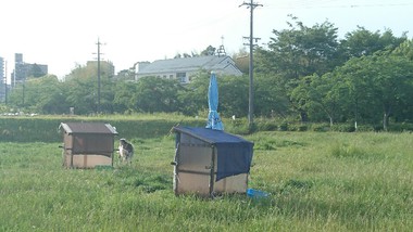 やぎさんもカメラ目線