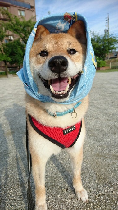 あきた犬
