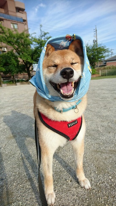 あきた犬