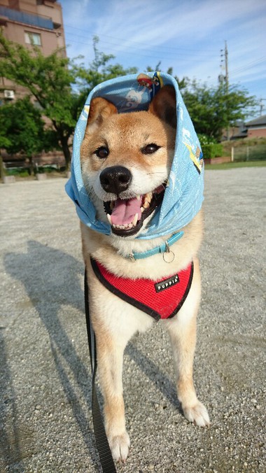 あきた犬