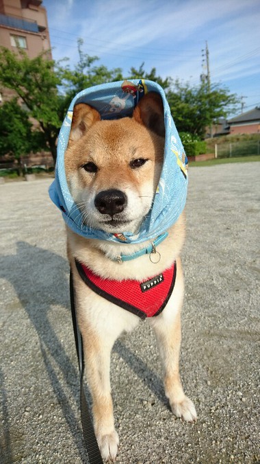あきた犬
