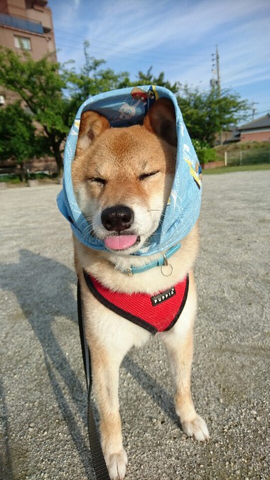 あきた犬