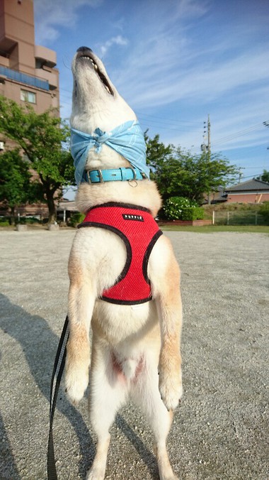 あきた犬