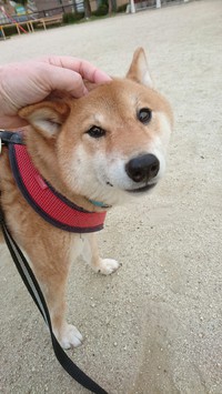 わんもあたーいむ 2021/04/03 17:49:45