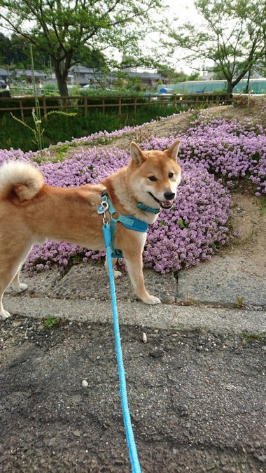 やきもち＆かぶと