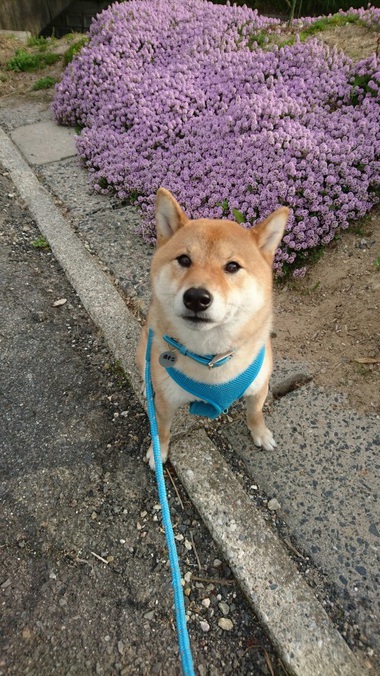 やきもち＆かぶと