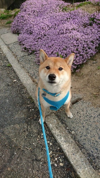 やきもち＆かぶと