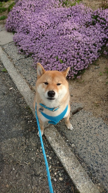 やきもち＆かぶと