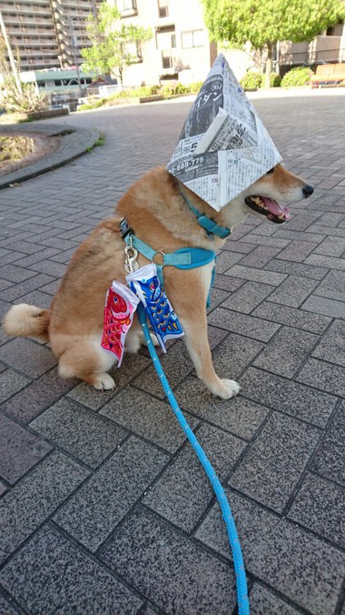 今日は子どもの日♪　柴犬はカブトが似合います＾＾