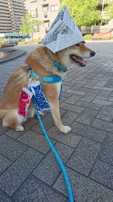 今日は子どもの日♪　柴犬はカブトが似合います＾＾
