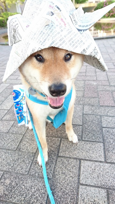 今日は子どもの日♪　柴犬はカブトが似合います＾＾