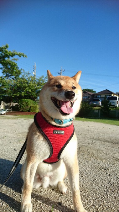 ～お弁当もぎゅぅ～