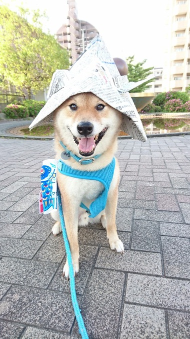 今日は子どもの日♪　柴犬はカブトが似合います＾＾
