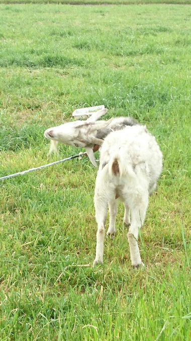柴犬とヤギ