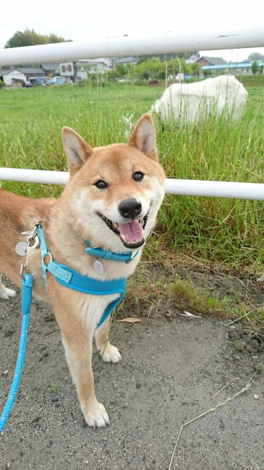 柴犬とヤギ