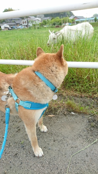 柴犬とヤギ