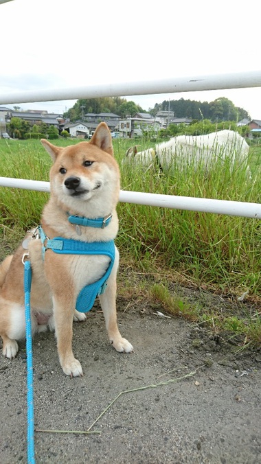 柴犬とヤギ