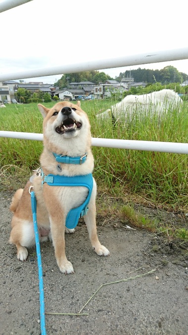柴犬とヤギ
