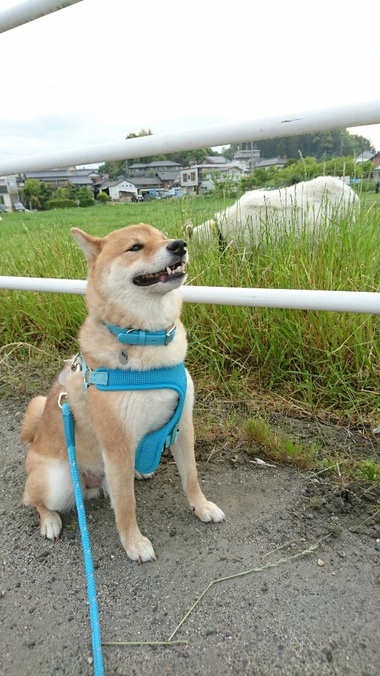 柴犬とヤギ