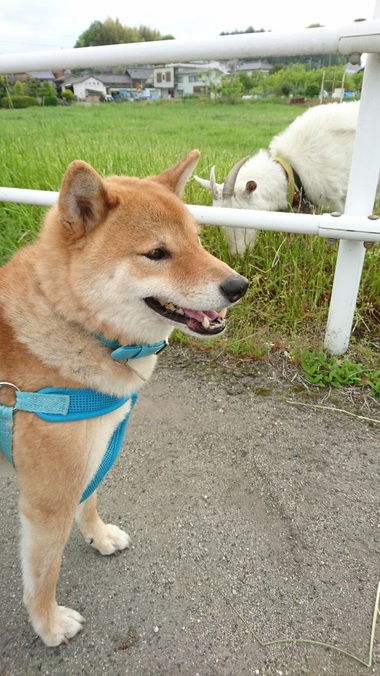 柴犬とヤギ