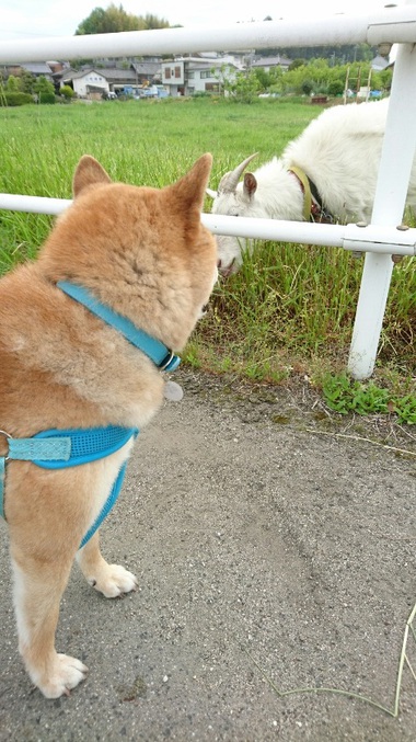 柴犬とヤギ