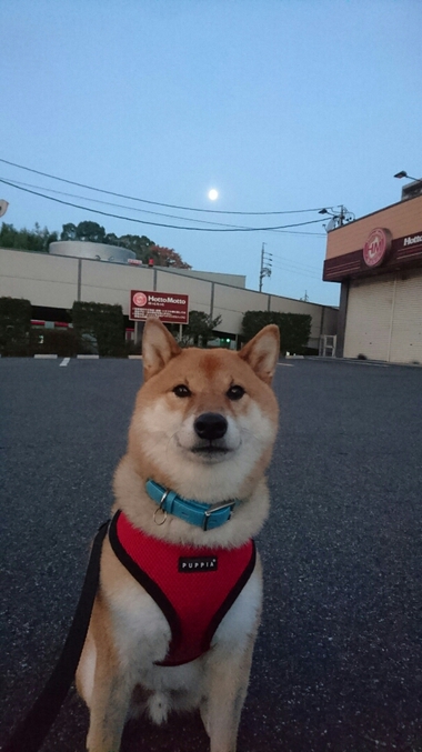 真ん丸なお月様
