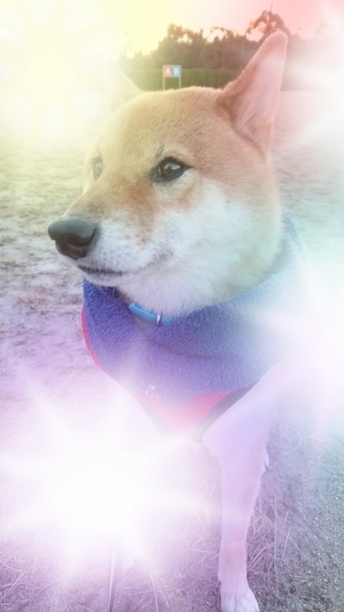 冬のソナタ