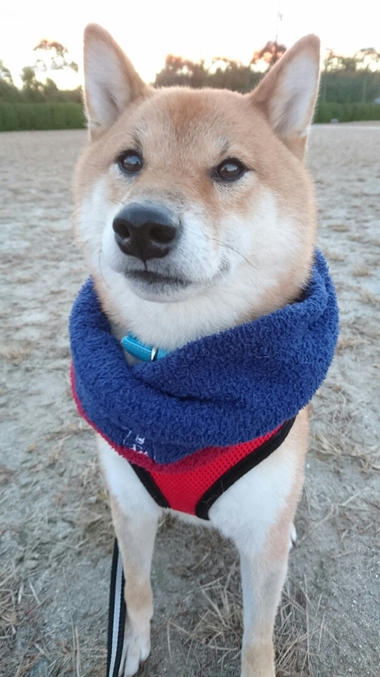 冬のソナタ