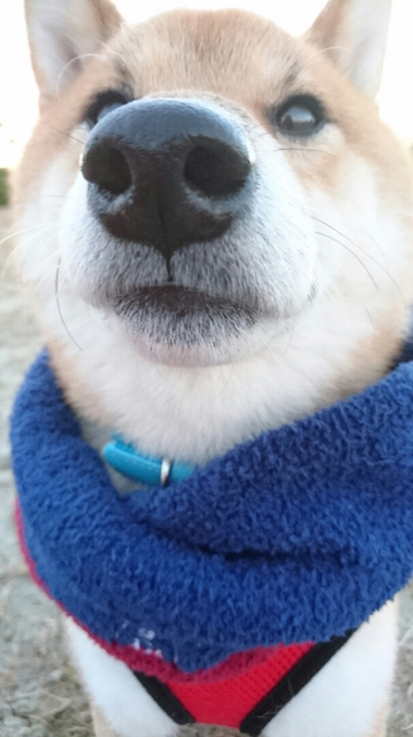 冬のソナタ