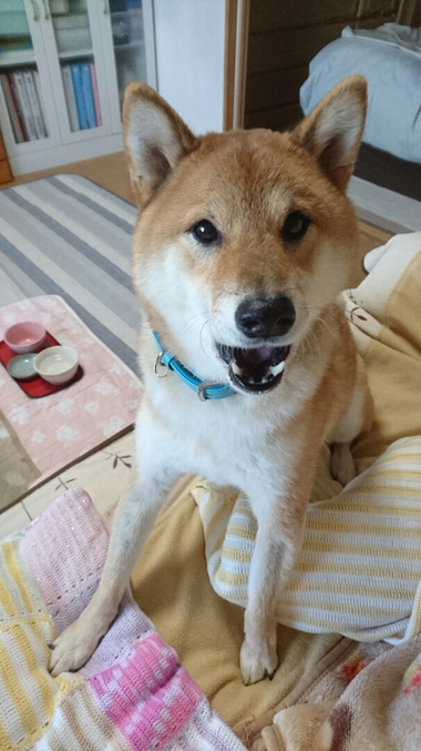 鯖の味噌焼き