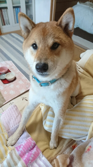 鯖の味噌焼き