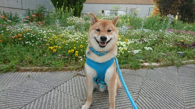花いっぱい♪ニコニコいっぱい♪可愛さいっぱい♪