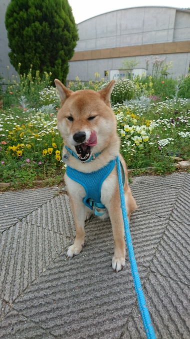 花いっぱい♪ニコニコいっぱい♪可愛さいっぱい♪