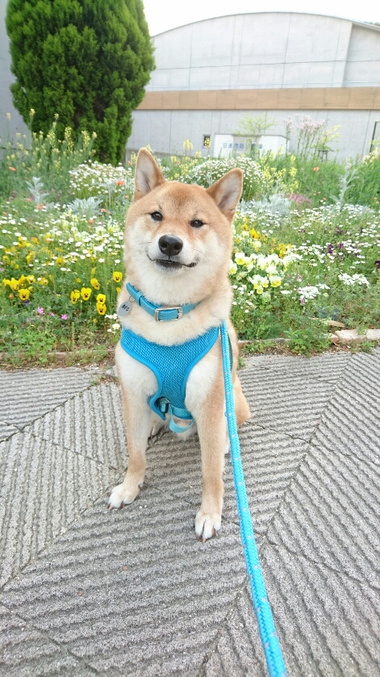 花いっぱい♪ニコニコいっぱい♪可愛さいっぱい♪
