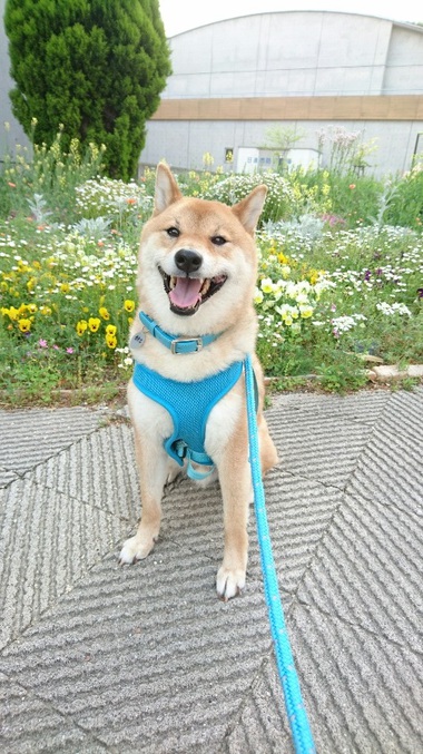 花いっぱい♪ニコニコいっぱい♪可愛さいっぱい♪