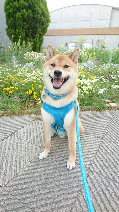 花いっぱい♪ニコニコいっぱい♪可愛さいっぱい♪